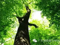 【博皓感悟】欲為大樹，莫與草爭