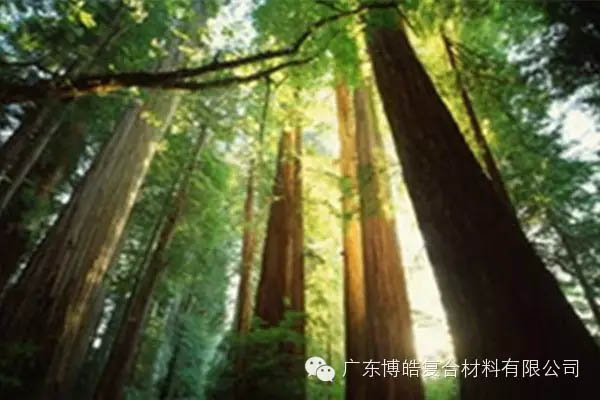 【博皓感悟】欲為大樹(shù)，莫與草爭(zhēng)-2