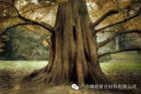 【博皓感悟】欲為大樹(shù)，莫與草爭(zhēng)-4