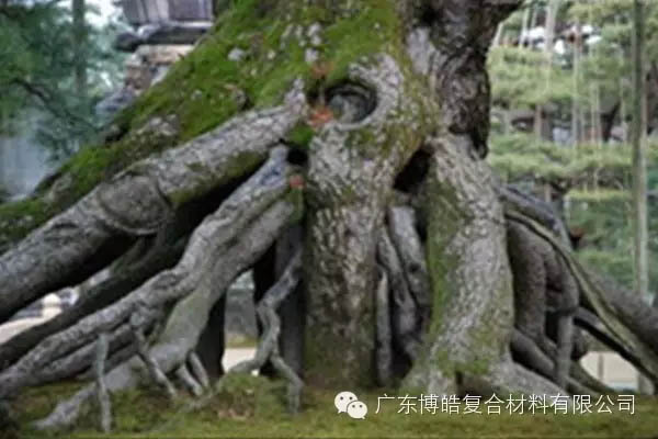 【博皓感悟】欲為大樹(shù)，莫與草爭(zhēng)-5