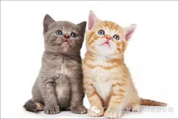白貓黑貓，抓住老鼠就是好貓